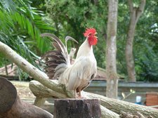 cock crows