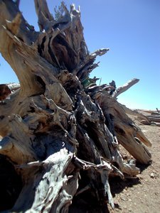 dry wood